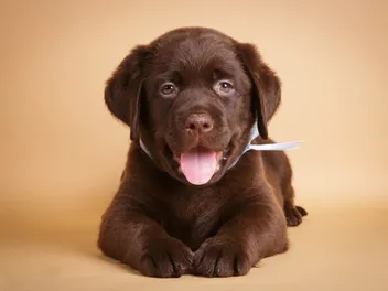 Labrador Retriever Puppies For Sale In Iowa: 2026 Breeders List