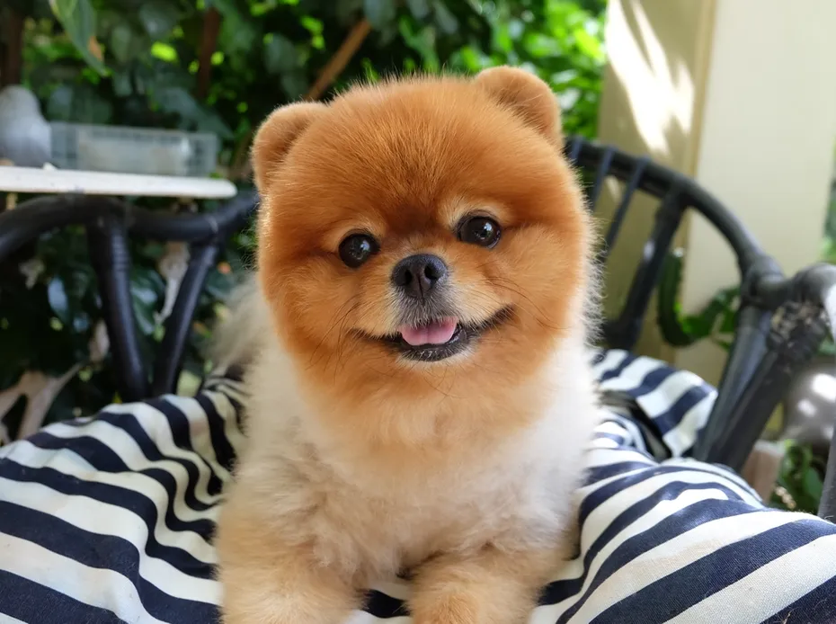 Orange spitz Pomeranian smiling
