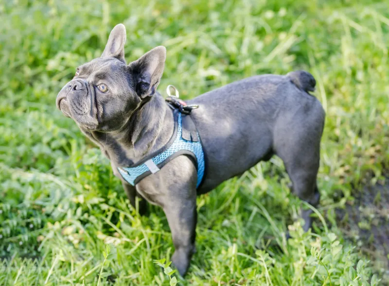 blue french bulldog with harness standing on grass