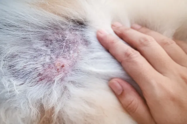Dog Food Allergies vs. Intolerance: Our Vet Busts Myths & Misconceptions