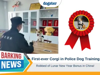 First-Ever Corgi in Police Dog Training Robbed of Lunar New Year Bonus in China!