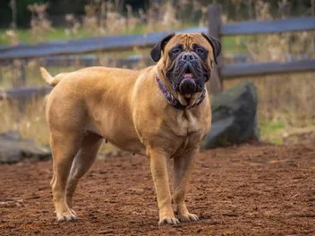 Bullmastiff Dog Breed: Info, Pictures, Care, Traits & More