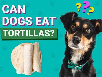 Can Dogs Eat Tortillas? Vet-Verfied Nutrition Facts & Better Alternatives
