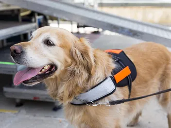 Florida Fake Service Dog Laws: Legalities & Ethics (Vet-Verified)