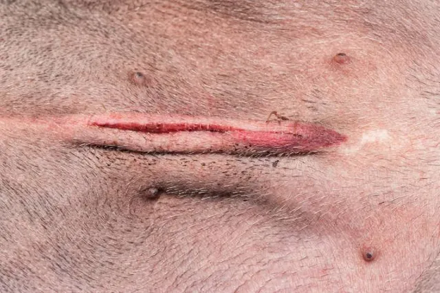 How Big Is a Spay Incision? Vet-Reviewed Health Facts