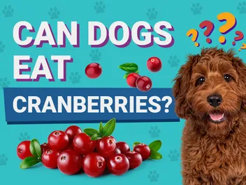 Can Dogs Eat Cranberries? Vet-Reviewed Nutritional Guide