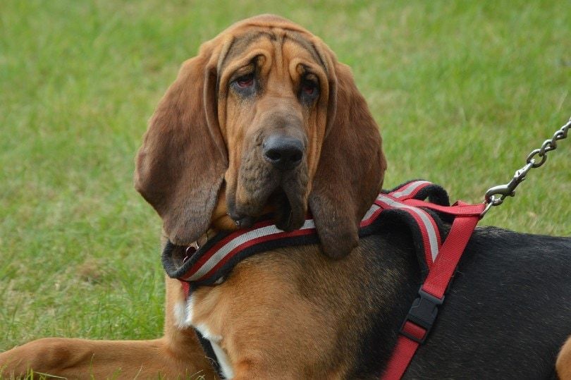 BloodHound resting on grass