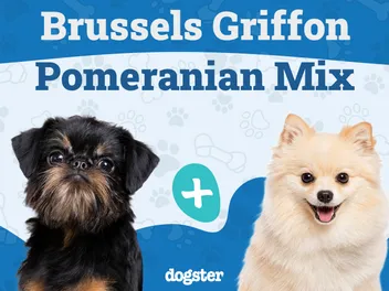 Brusselranian Dog Breed: Info, Pictures, Care, & Facts