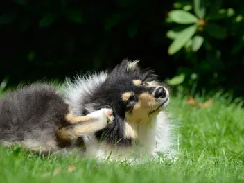 Can Bird Mites Live on Dogs? Vet-Verified Facts & FAQ