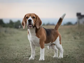 Beagle Dog Breed: Info, Pictures, Facts & Traits