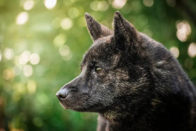 close up of a female kai ken dog
