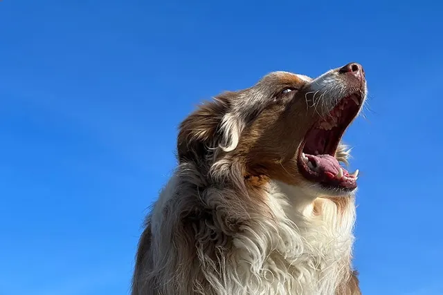 Do Australian Shepherds Bark a Lot? How Much & How to Stop It