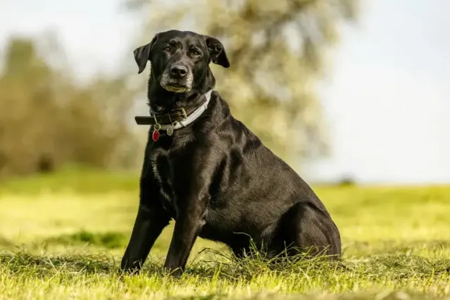 Labrador Corso (Cane Corso & Lab Mix): Info, Pictures, Care & More