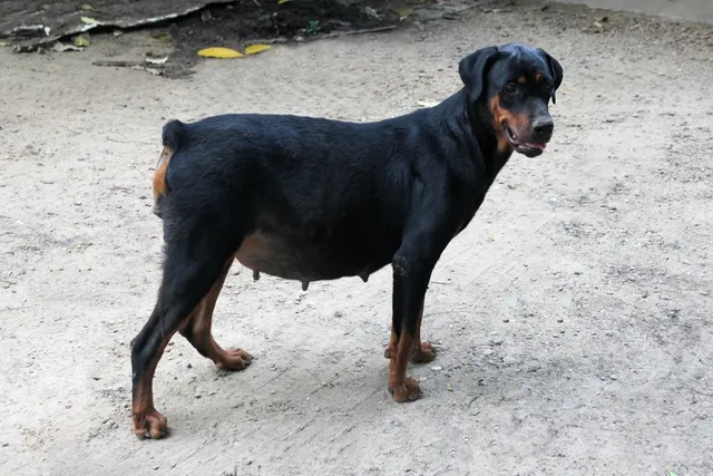 How Long Is a Doberman Pregnant For? Vet-Verified Facts & FAQ