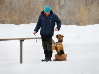 How to Train an Airedale Terrier: 6 Vet-Approved Tips