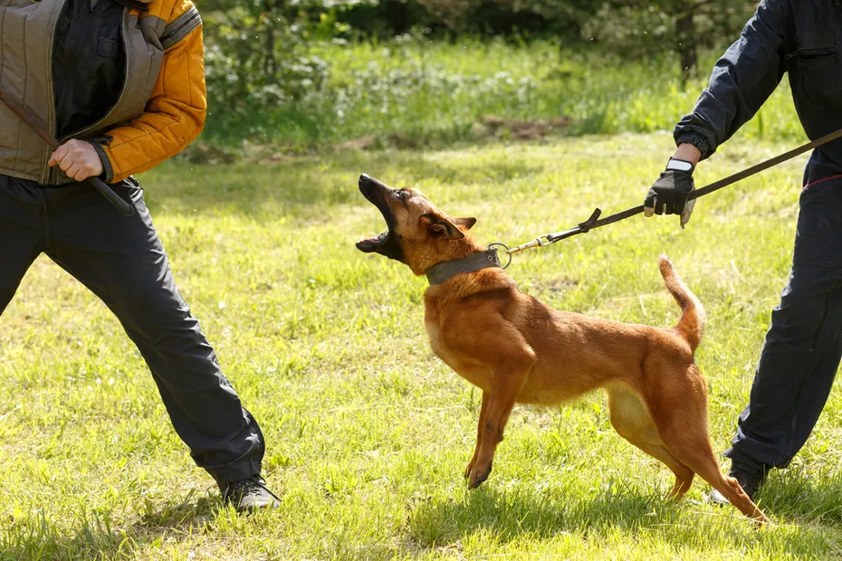 Dog owner restraining dog with a leash