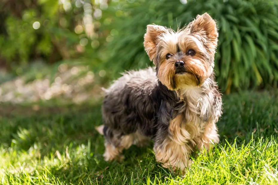 Yorkshire Terrier posing on grass outdoors