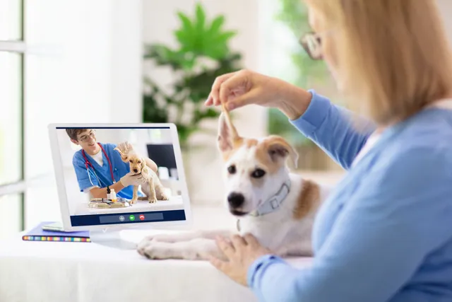 Can Online Vets Prescribe Antibiotics? Our Vet Explains the Legality, Costs & FAQ