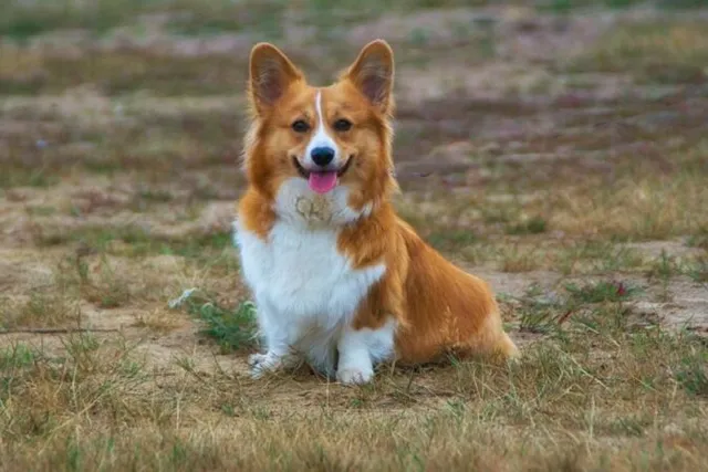 Why Do Corgis Have Short Legs? Breed Anatomy & Facts
