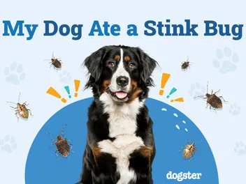 My Dog Ate a Stink Bug: Should I Be Worried? (Vet Answer)