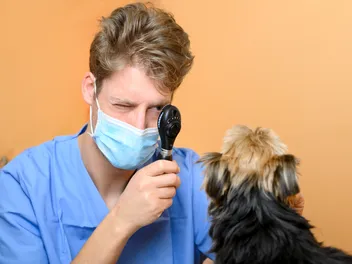 How Much Does a Dog Eye Exam Cost in 2026? Average Price & Info