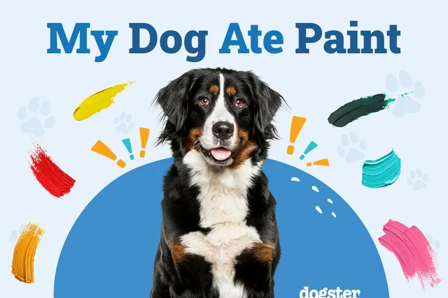My Dog Ate Paint, What Should I Do? Vet-Verified Facts & Risks