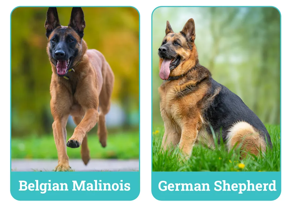 Belgian Malinois vs. German Shepherd