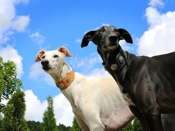 8 Types of Greyhound Dog Breeds (With Info & Pictures)