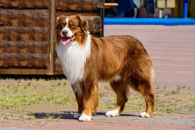 20 Border Collie Colors & Patterns (With Pictures)