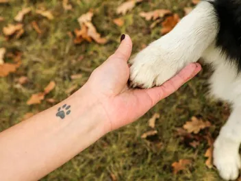 Why Does My Dog Put Their Paw on Me? 8 Common Reasons