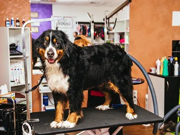 Bernese Mountain Dog Grooming: 15 Vet-Approved Tips