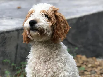 Parti Goldendoodle: Info, Pictures, History & Origin