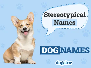 230 Stereotypical Dog Names: Most Classic & Common Options