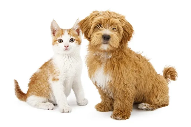 Will a Havanese Be Good With My Cat? Tips & FAQ