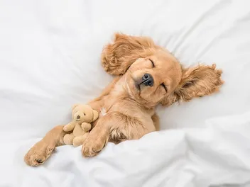 Should I Let My Puppy Sleep With Me? Vet-Reviewed Pros, Cons & Safety Advice