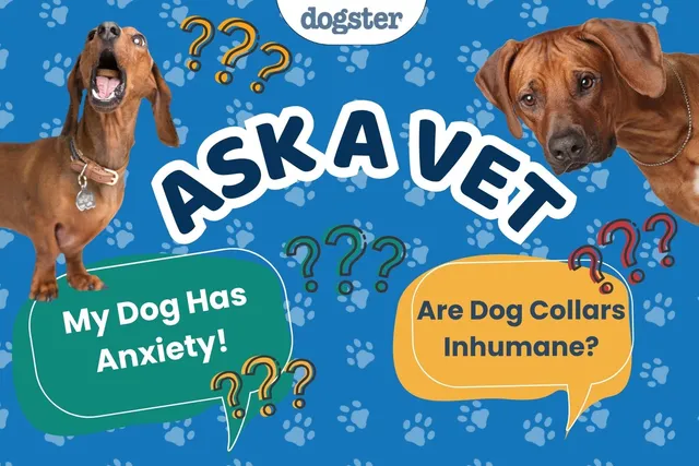 Ask Dr. Paola - I Need Help With My Dogs Anxiety! (March 16, 2026)
