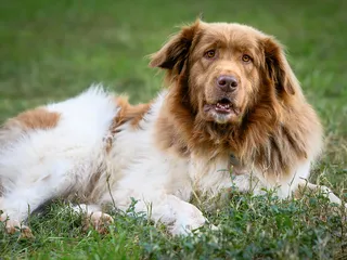 Karakachan (Bulgarian Shepherd): Info, Pictures, Care, & Facts