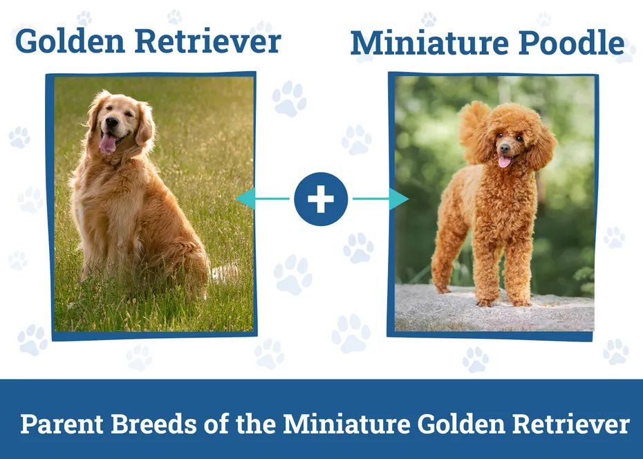 Parent Breeds of the Miniature Golden Retriever