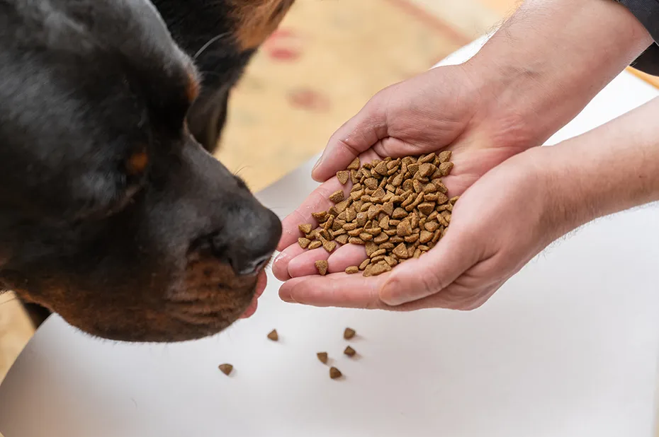 rottweiler sniffing kibbles on person's hands