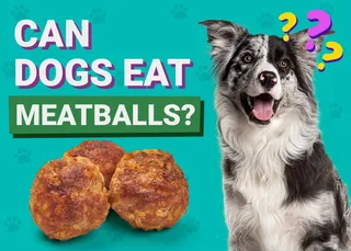 Can Dogs Eat Meatballs? Vet-Verified Nutrition Info & Tips