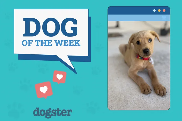 Dogster Photo Contest: Dogs of the Week Winners (November 14, 2024)