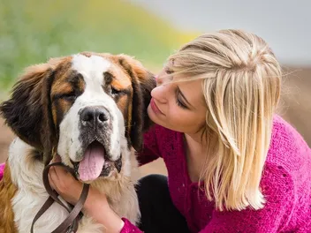 Saint Bernard Day 2026: When & What It Is