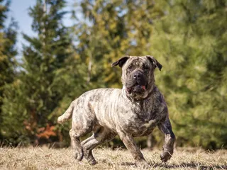 Raising a Rural Dog in the Country: Vet-Verified Pros & Cons