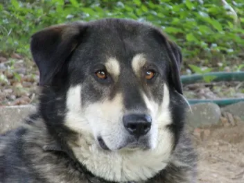 Alaskan Malador Dog Breed: Info, Pictures, Care Guide & More