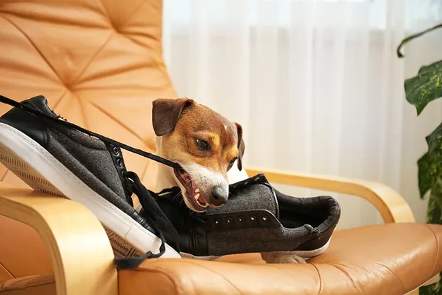 How to Stop Your Dog From Chewing Shoes: 9 Vet-Verified Tips & Tricks