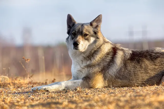 East Siberian Laika Dog Breed: Info, Pictures, Care & More