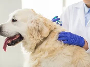 10 Vet-Verified Common Infectious Diseases in Dogs