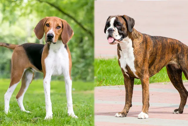 American Foxhound Boxer Mix Dog Breed: Info, Pictures Care & Facts