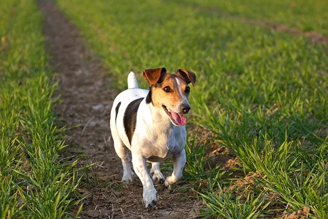 Do Dogs Need Sunlight to Be Healthy? What Science Says