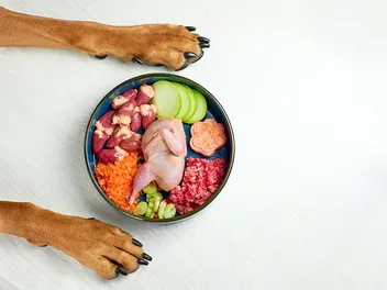 10 Essential Rules for Raw Dog Food: Vet-Verified Nutrition Considerations